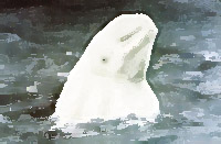 Weißwal - Zeichnung von Conzen